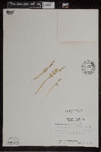 Botrychium matricariifolium image