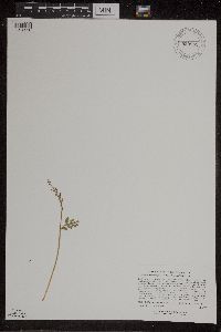 Botrychium matricariifolium image