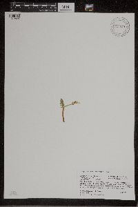 Botrychium matricariifolium image