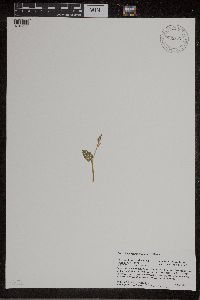 Botrychium matricariifolium image