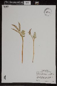 Botrychium matricariifolium image