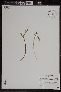 Botrychium matricariifolium image