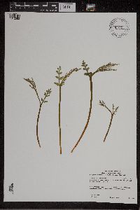 Botrychium matricariifolium image