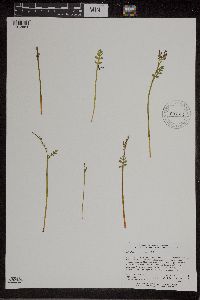 Botrychium matricariifolium image