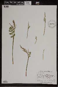 Botrychium matricariifolium image