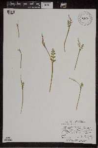 Botrychium matricariifolium image