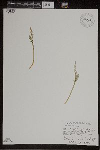 Botrychium matricariifolium image