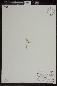 Botrychium matricariifolium image