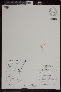 Botrychium matricariifolium image