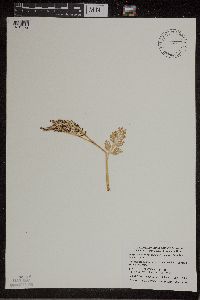 Botrychium matricariifolium image