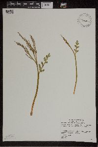 Botrychium matricariifolium image