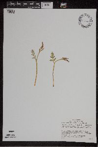 Botrychium matricariifolium image