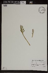 Botrychium matricariifolium image