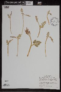 Botrychium matricariifolium image