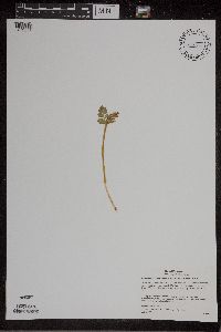 Botrychium matricariifolium image