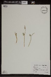 Botrychium matricariifolium image