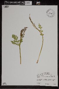 Botrychium matricariifolium image