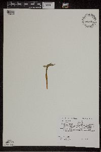 Botrychium matricariifolium image