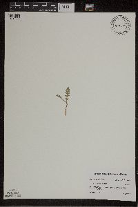 Botrychium matricariifolium image