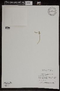 Botrychium matricariifolium image