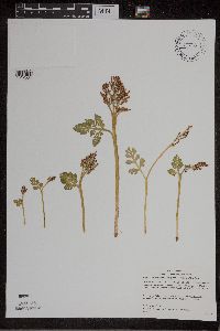Botrychium matricariifolium image