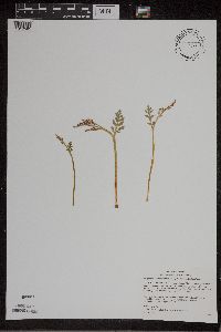 Botrychium matricariifolium image