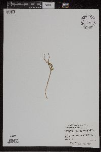 Botrychium matricariifolium image