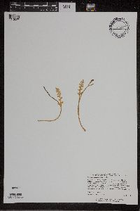 Botrychium matricariifolium image