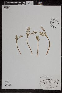 Botrychium matricariifolium image