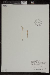 Botrychium matricariifolium image