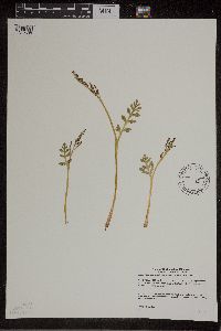 Botrychium matricariifolium image