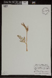 Botrychium matricariifolium image