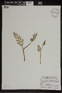 Botrychium matricariifolium image