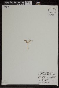 Botrychium matricariifolium image