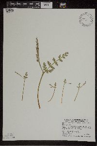 Botrychium matricariifolium image