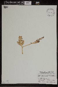 Botrychium matricariifolium image