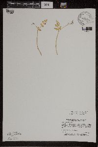 Botrychium matricariifolium image