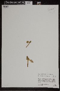 Botrychium michiganense image