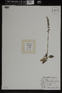 Media resource of Goodyera tesselata