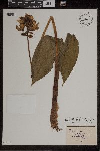 Media resource of Govenia capitata