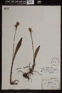 Media resource of Govenia purpusii