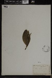 Media resource of Galearis spectabilis