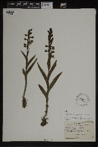 Media resource of Habenaria alata