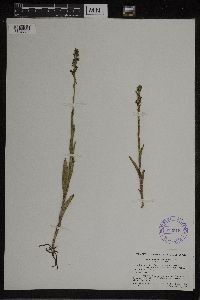 Media resource of Habenaria brittoniae