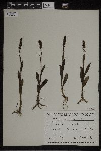 Media resource of Habenaria albida