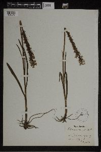 Media resource of Habenaria conopsea