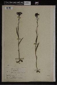 Media resource of Habenaria acuifera