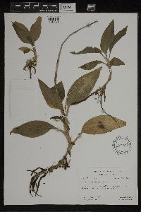 Media resource of Hetaeria societatis