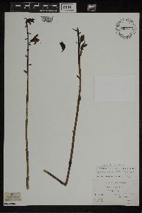 Media resource of Hexalectris spicata