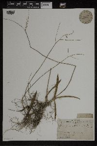Image of Ionopsis utricularioides